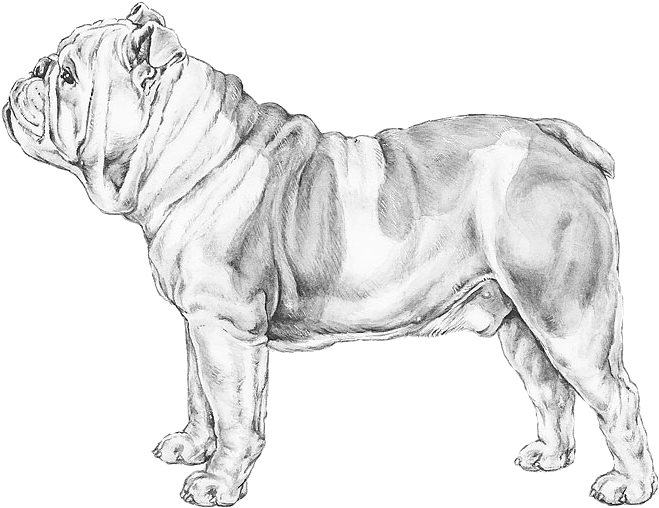 Bulldog Sketch Artwork PNG