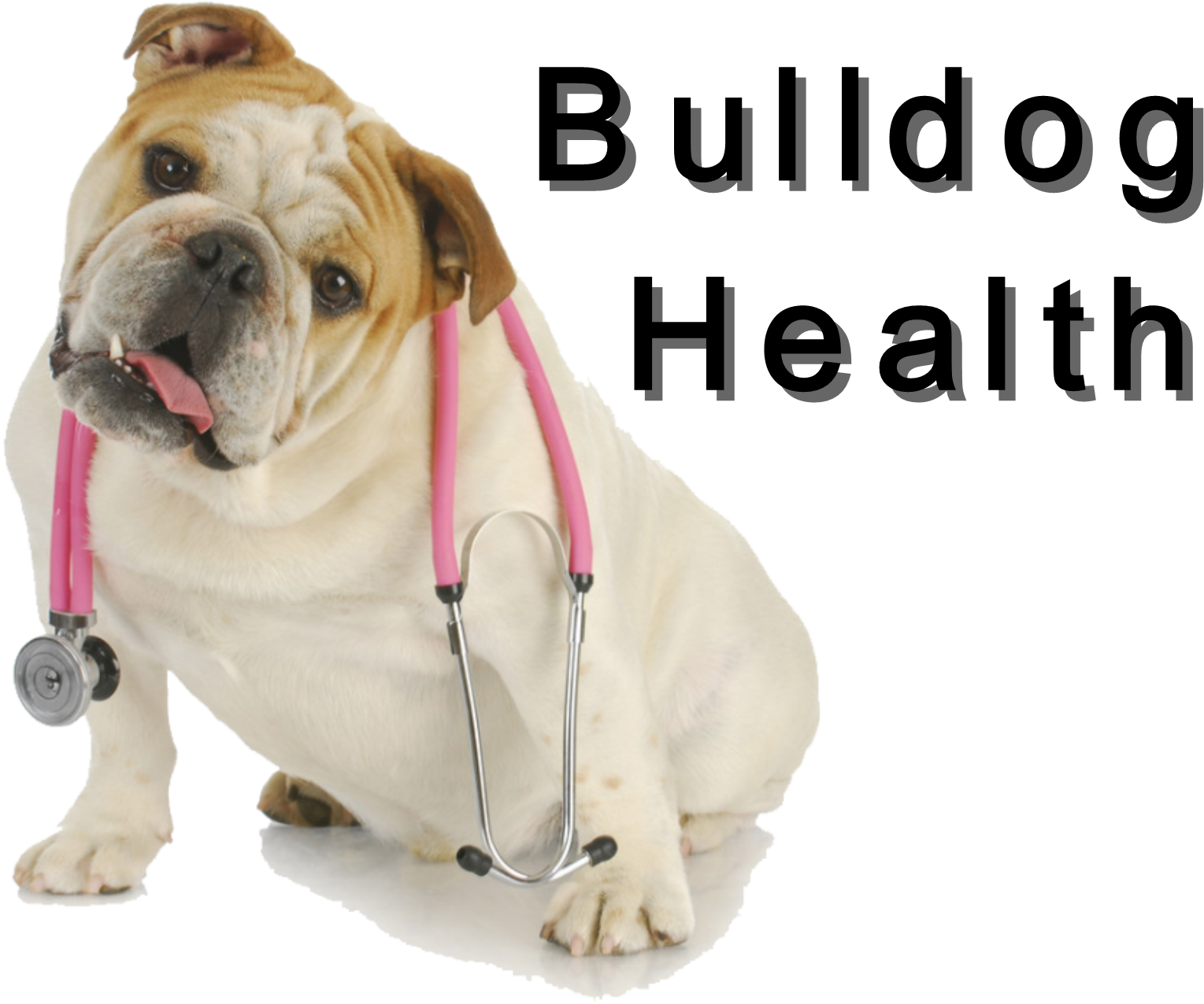 Bulldog Veterinary Checkup PNG