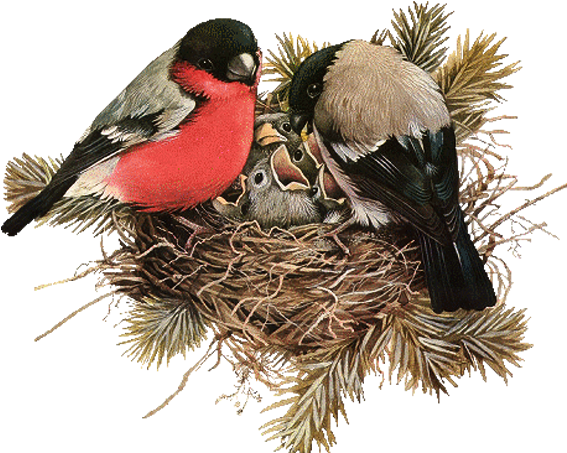 Bullfinches_ Feeding_ Chicks_in_ Nest.png PNG