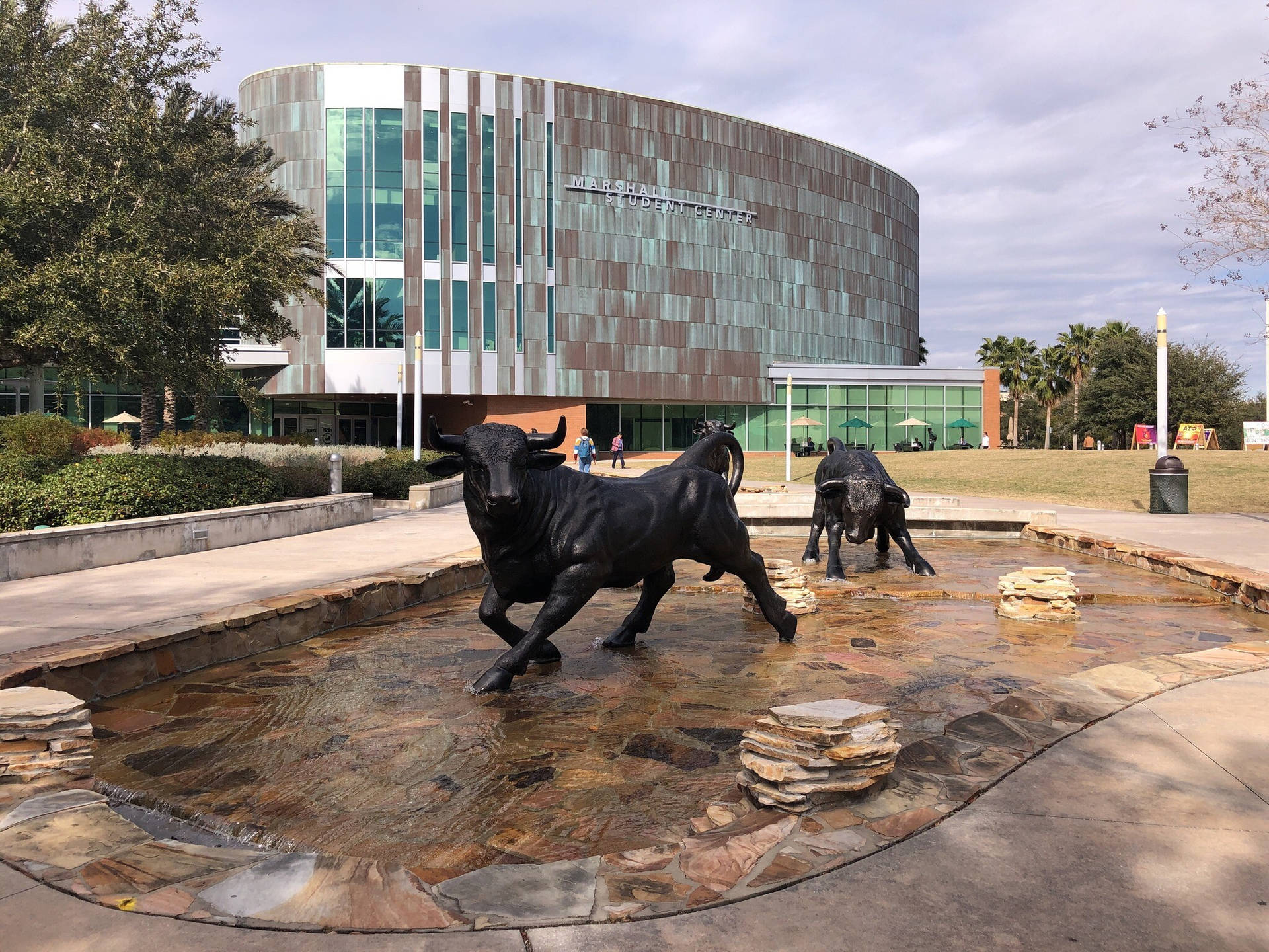 Estatuade Los Toros En La Universidad Del Sur De Florida Fondo de pantalla