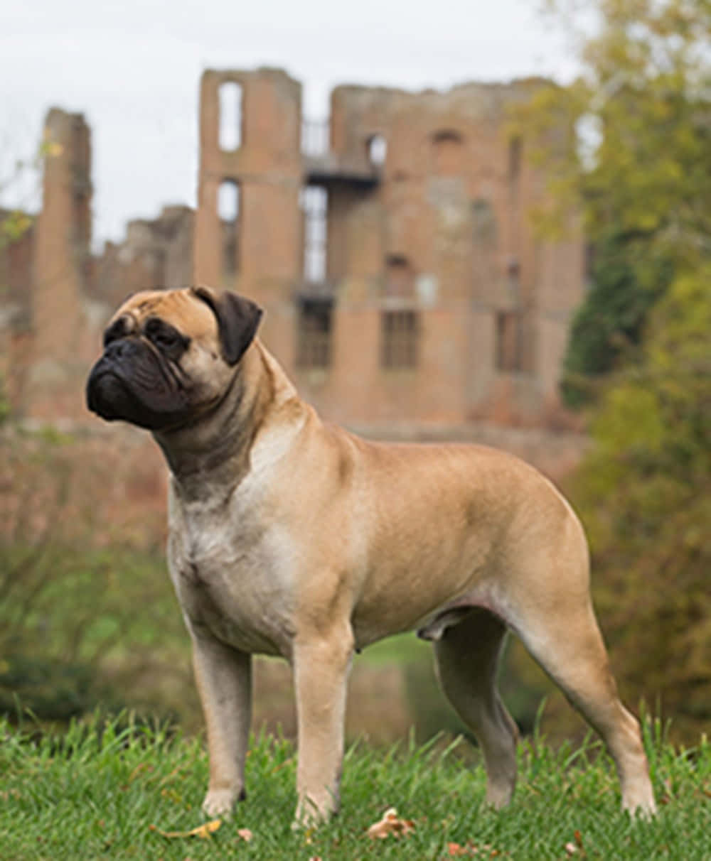 A Pug Standing In Front Of A Castle