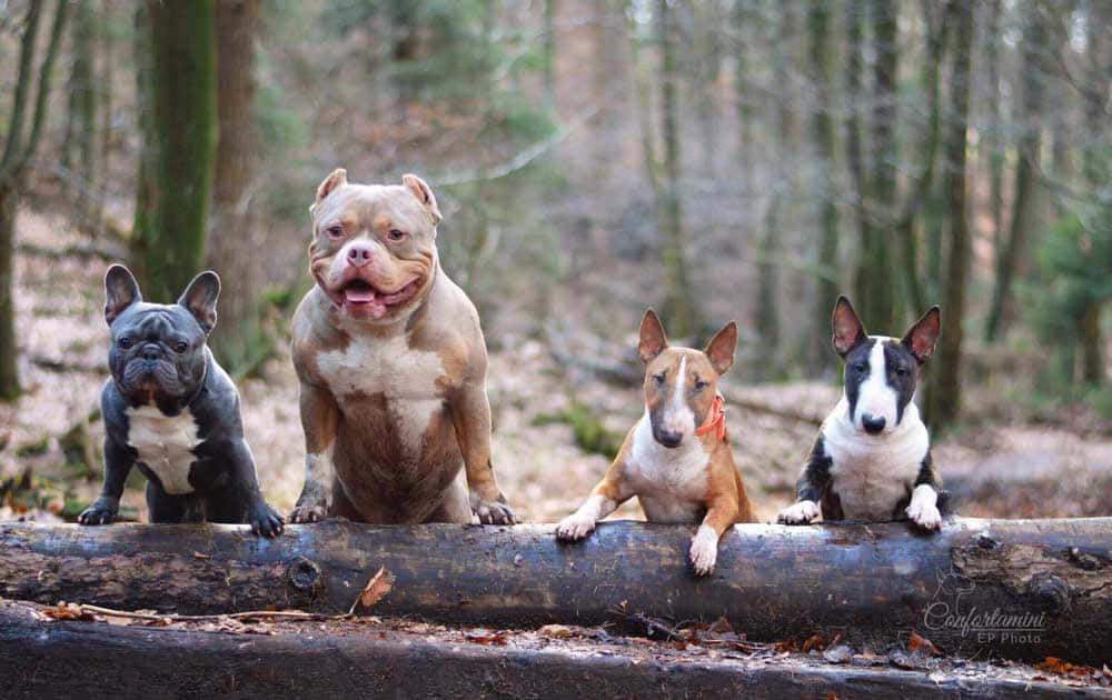 Four Dogs Sitting On A Log In The Woods