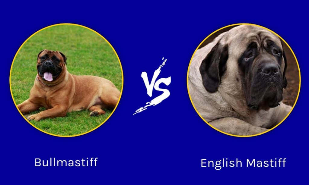 Bullmastiff Vs English Mastiff