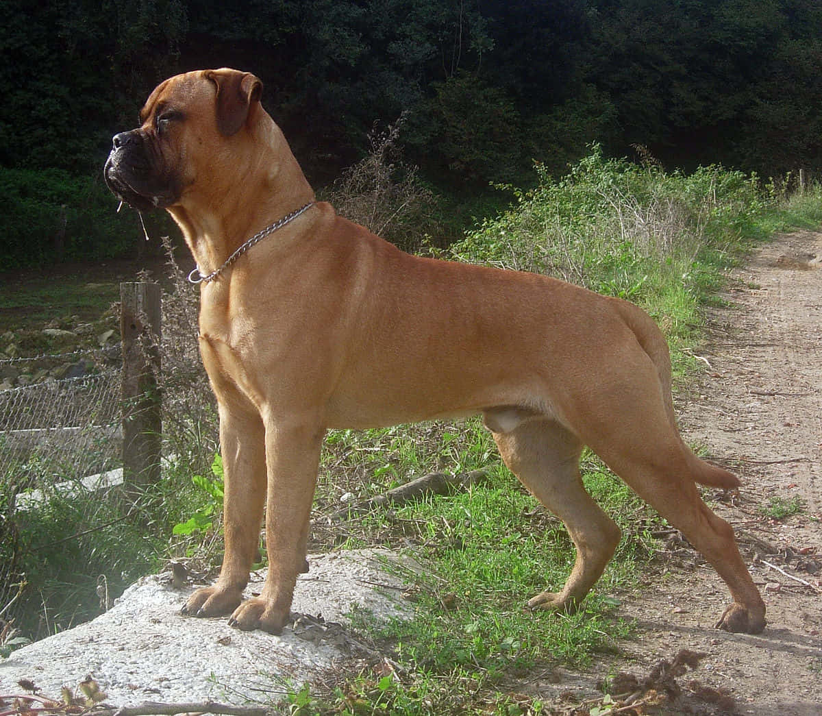A Brown Dog Standing On A Dirt Path
