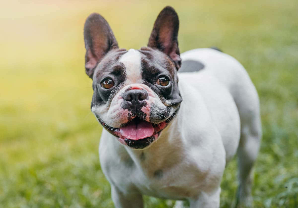 A French Bulldog Standing In The Grass