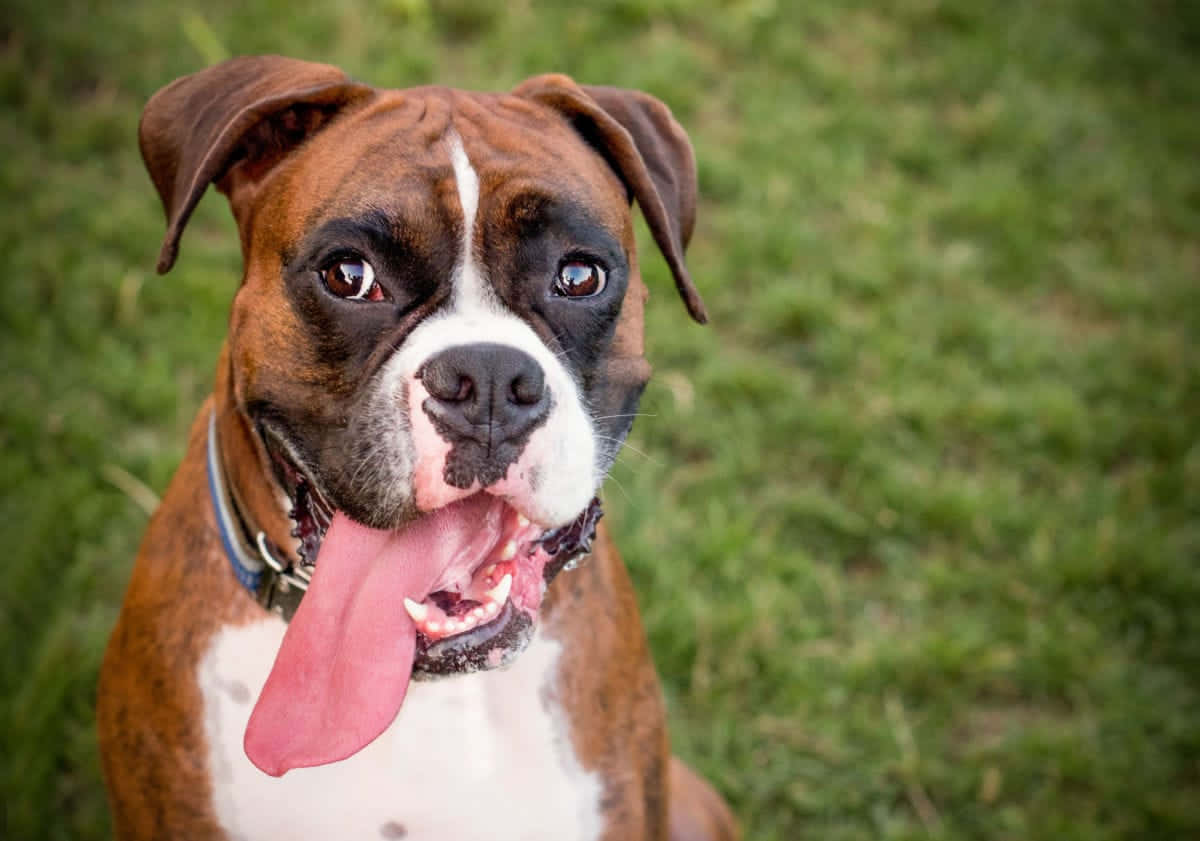 Boxer Dog Sitting On Grass With Tongue Out