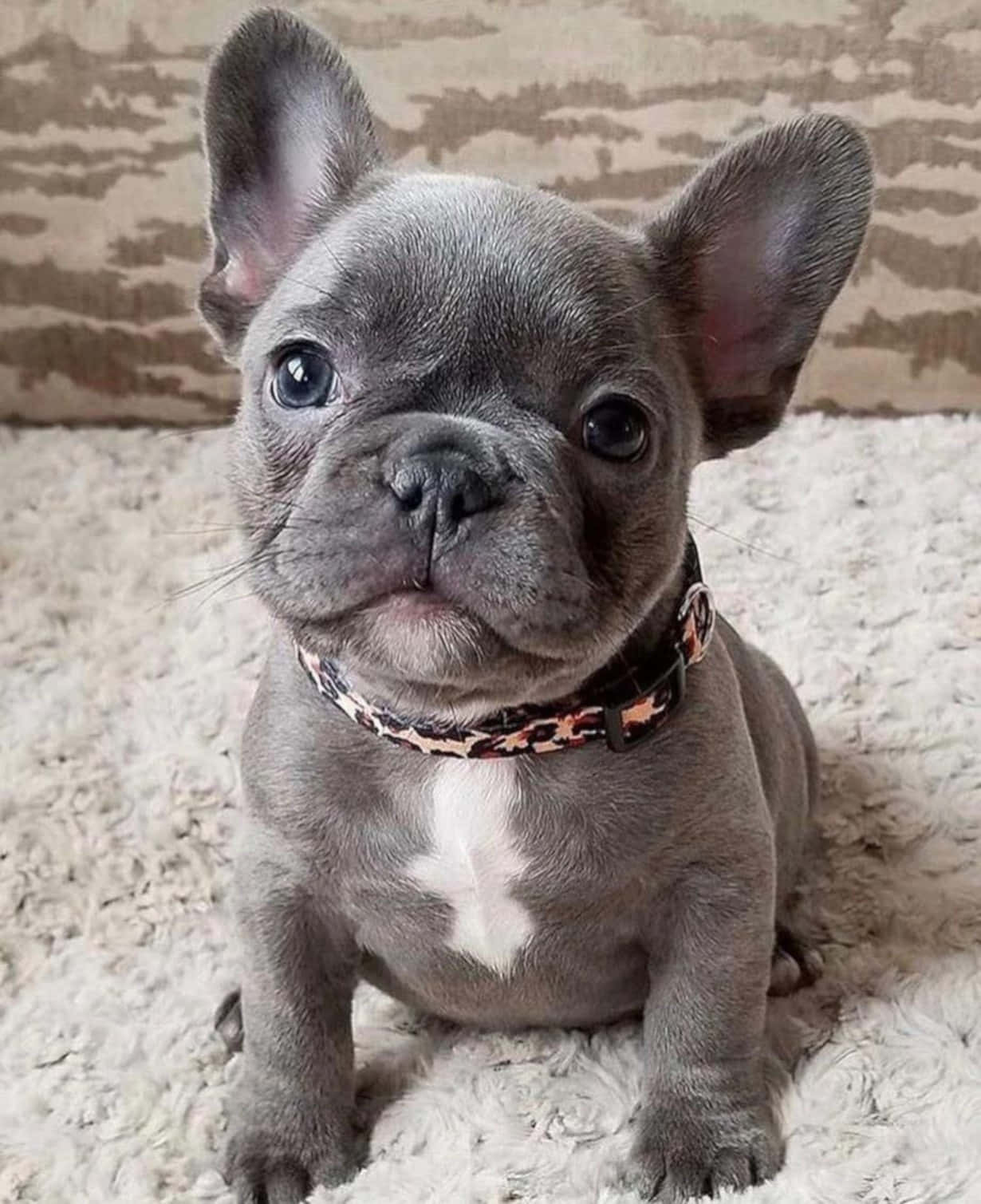 A Small French Bulldog Puppy Sitting On The Carpet