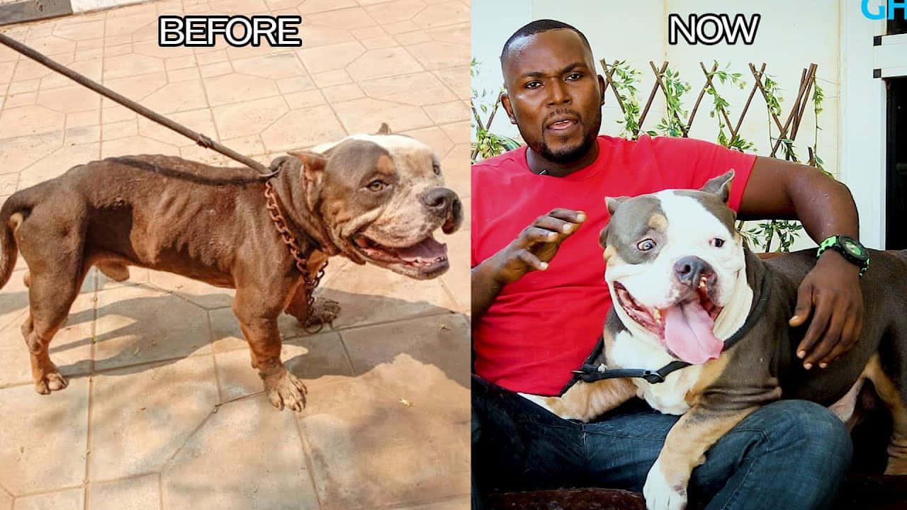 A Man Is Shown With A Dog Before And After