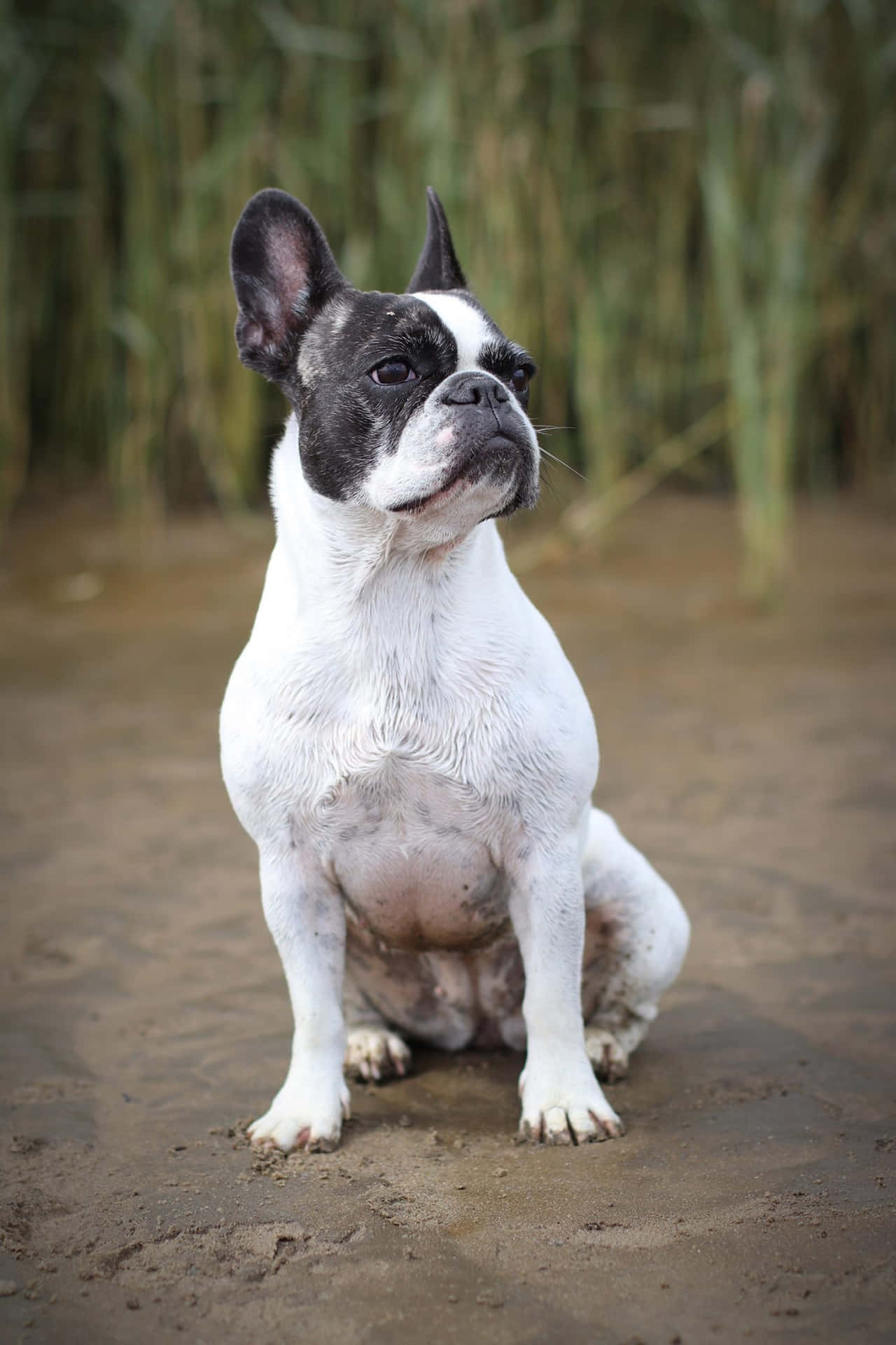 A French Bulldog Sitting On The Sand