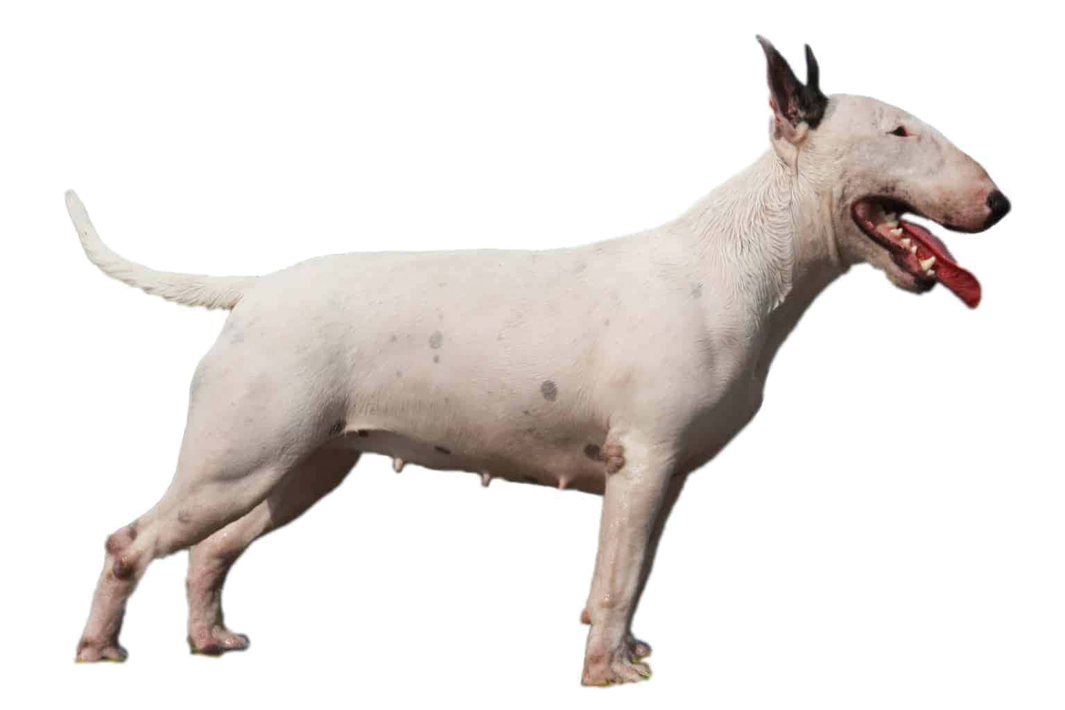 A White Bull Terrier Standing On A White Background
