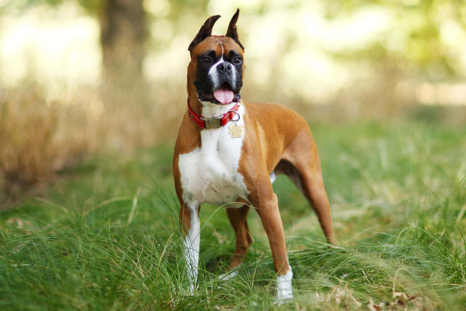 Boxer Dog Standing In The Grass