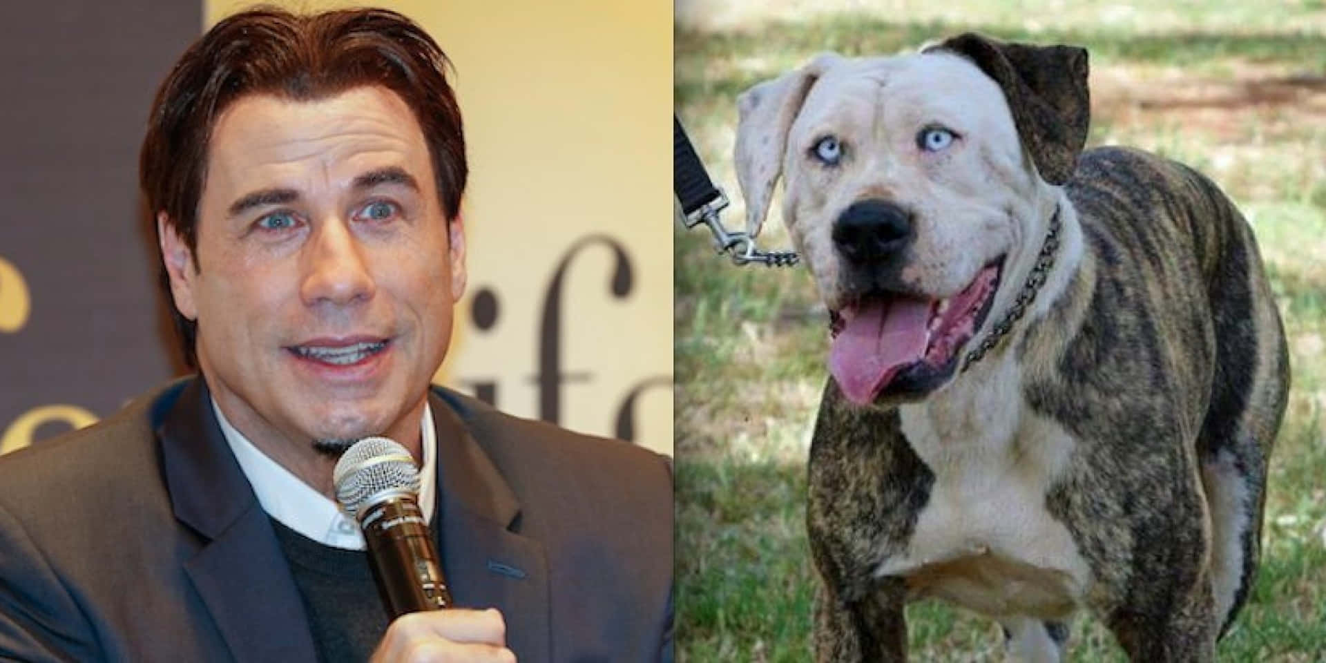 A Man Is Holding A Microphone And A Dog Is Next To Him