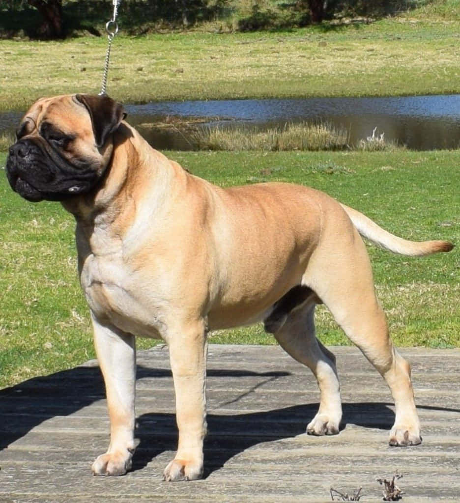 A Large Brown Dog Standing On A Wooden Deck