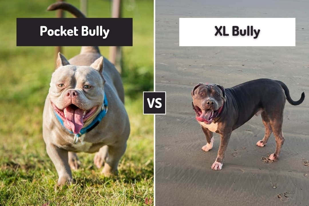 Two Dogs With The Words Pocket Bully Vs Bully