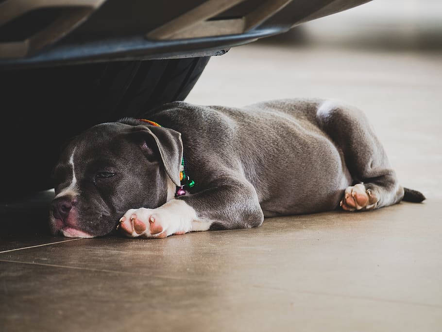 Bully Puppy Dog Under Car Background