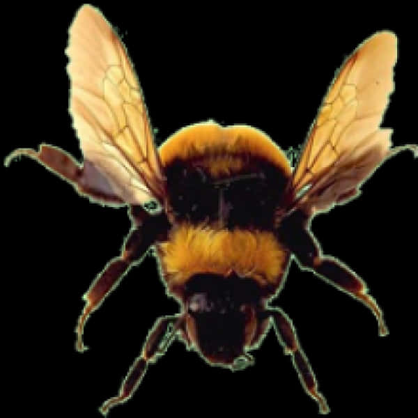 Bumblebee In Flight.png PNG
