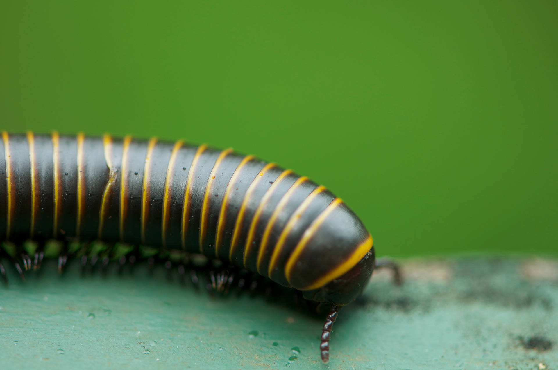 Bumblebee Millipede On The Move Background