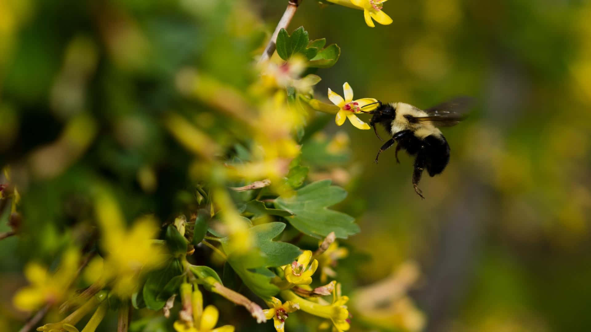 Bumblebee Pollinationin Action.jpg Wallpaper