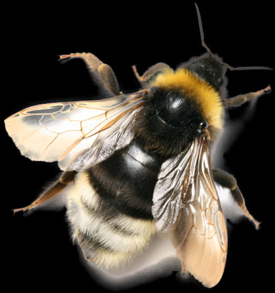 Bumblebee_ Closeup PNG