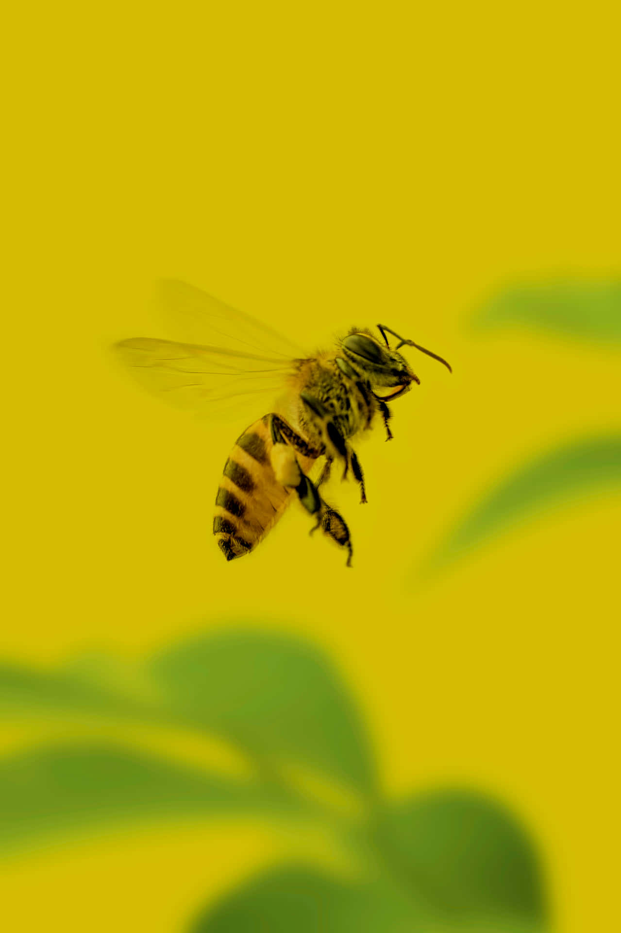 Bumblebeein Flight Yellow Backdrop Wallpaper