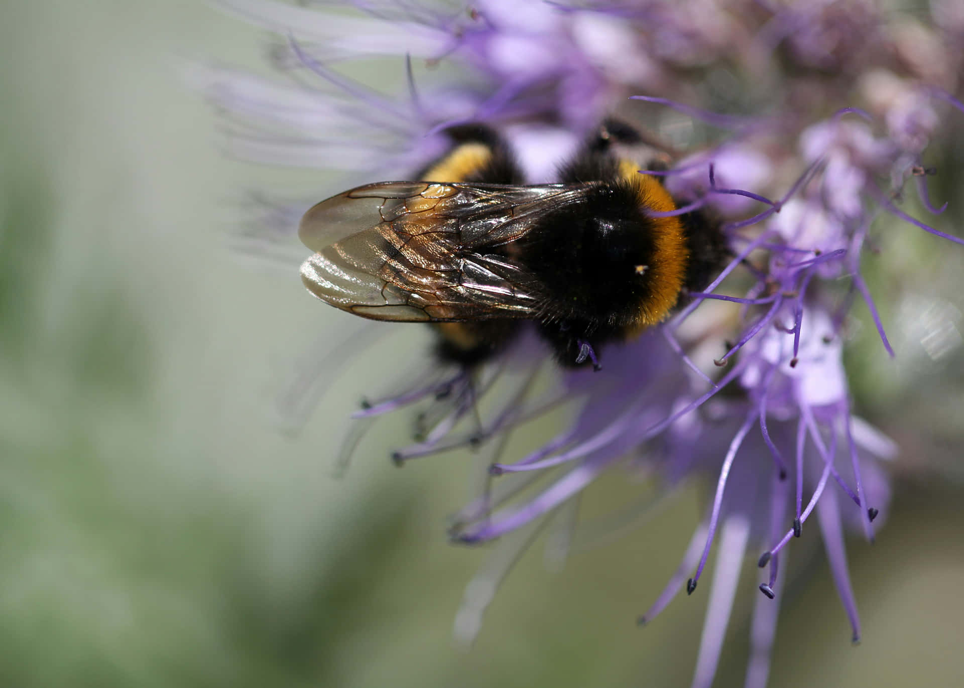 Bumblebeeon Mauve Flower Wallpaper