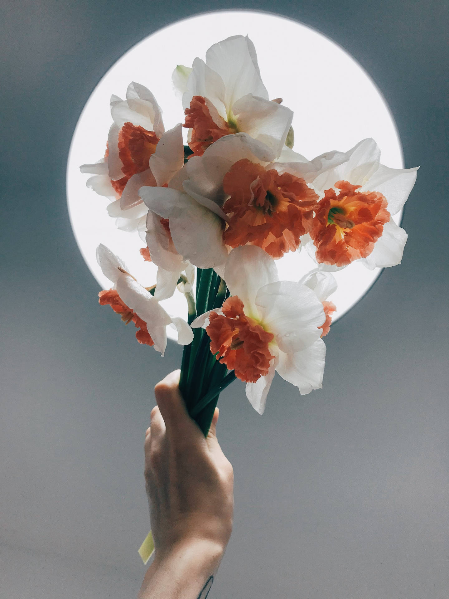 Ramilletede Narcisos Con Flores En Racimos Fondo de pantalla