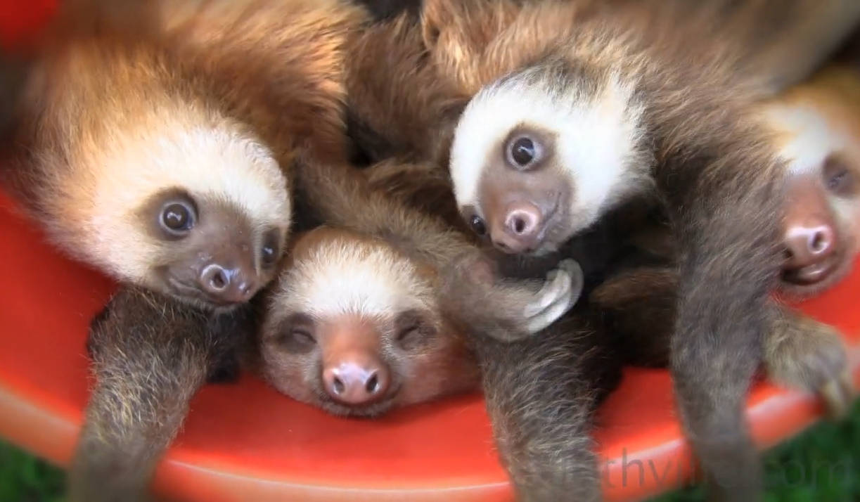 Bunch Of Baby Sloths