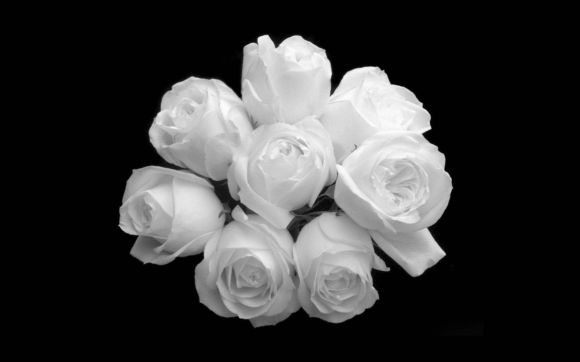 En bunke af sorte og hvide roser Blomster Wallpaper