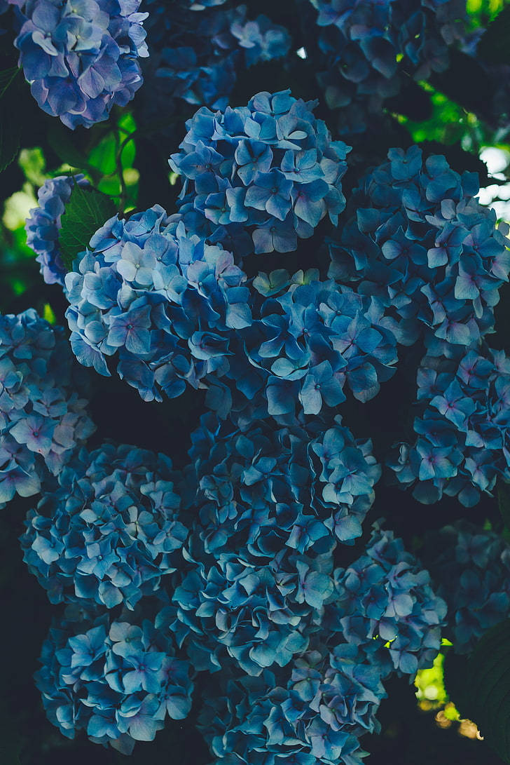 Bunch Of Blue Flower Iphone Wallpaper