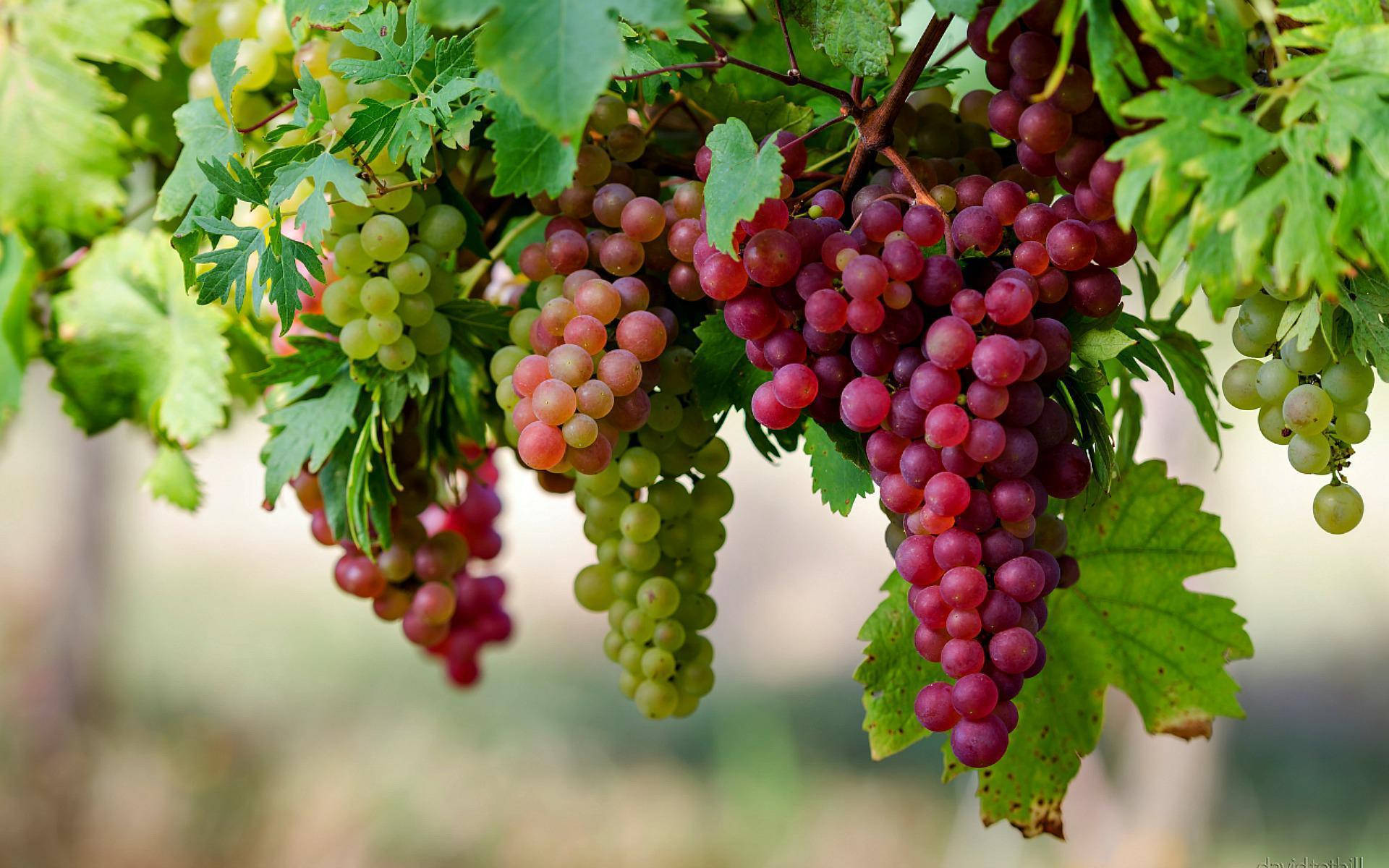 Bunch Of Flame Seedless Red Grapes Wallpaper