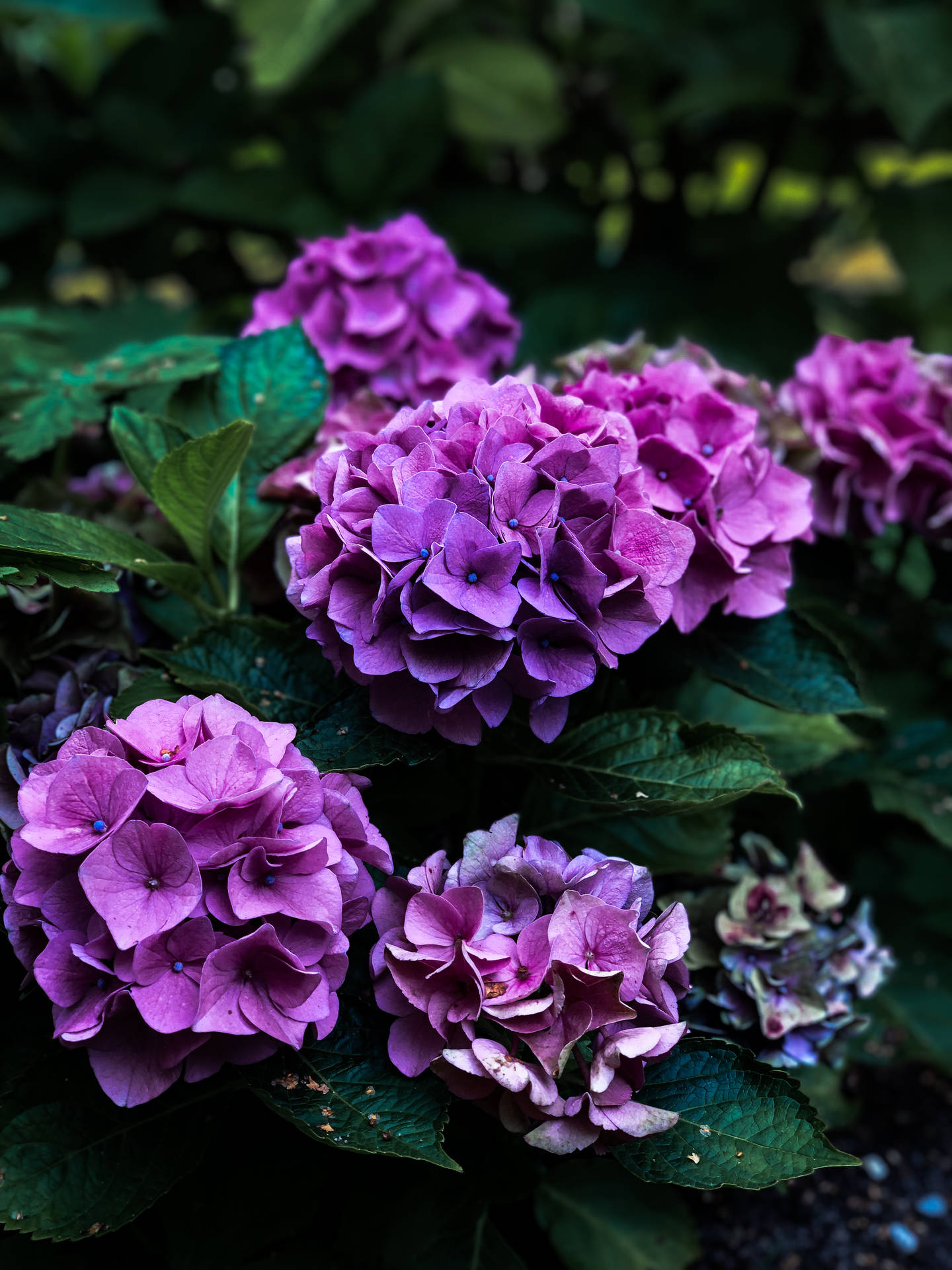 Bunch Of Flowers Purple Iphone Wallpaper
