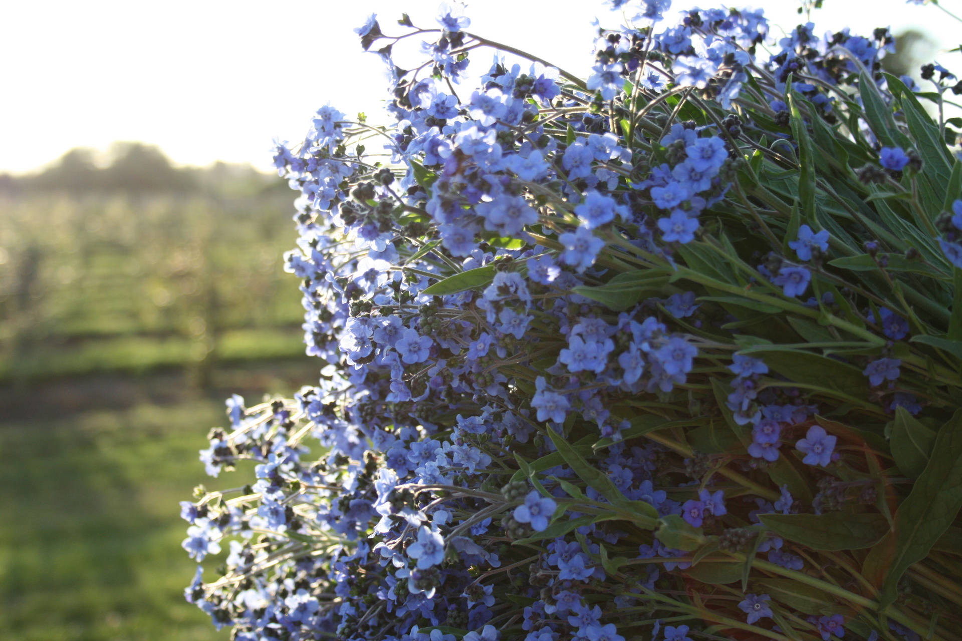 Bunch Of Forget Me Not Flowers Wallpaper