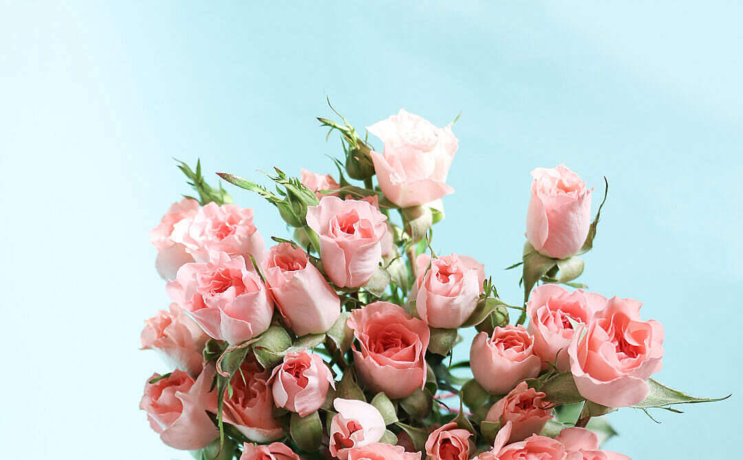 Bunch Of Pastel Pink Color Roses Wallpaper