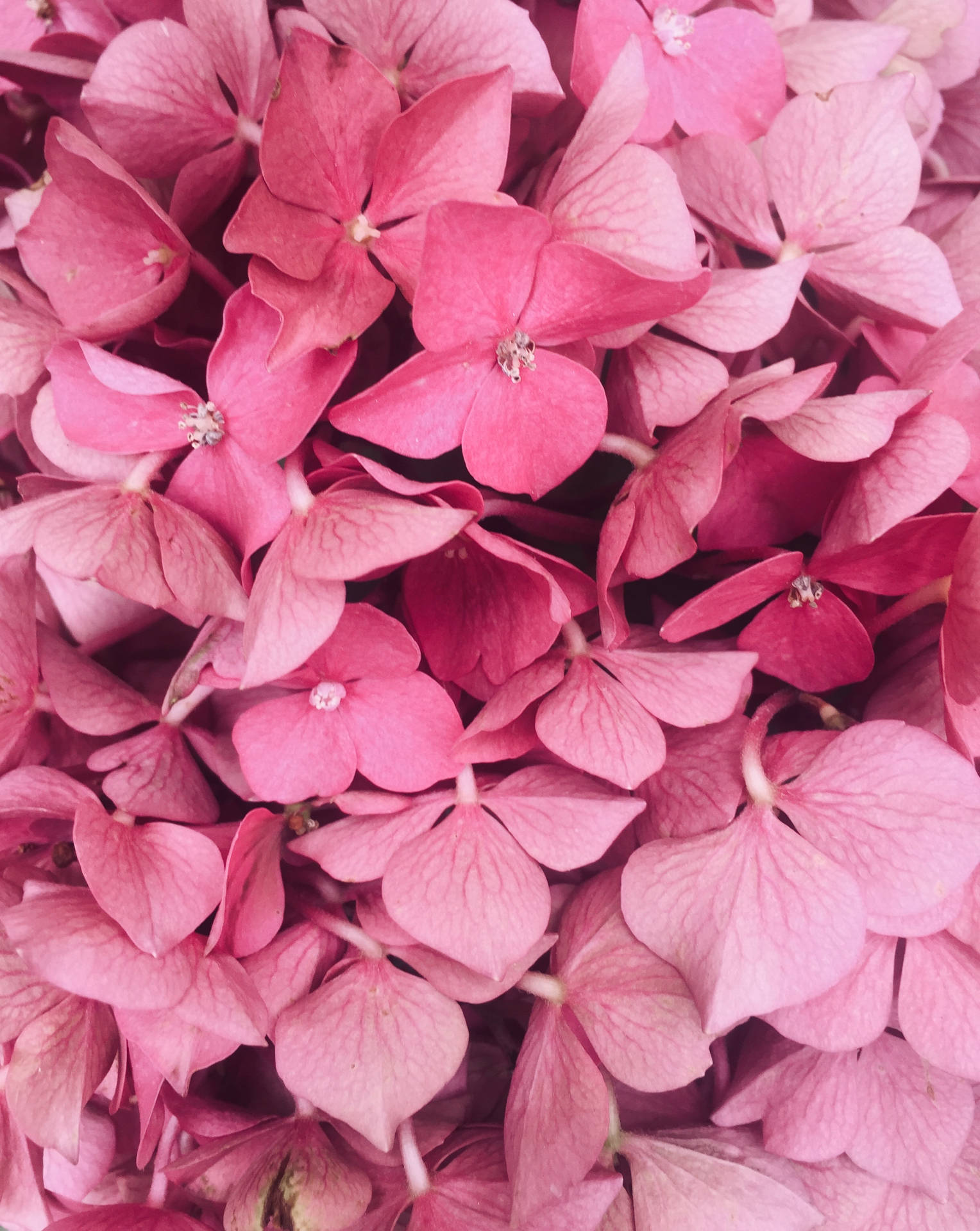 Bunch Of Pink Flowers Aesthetic Background