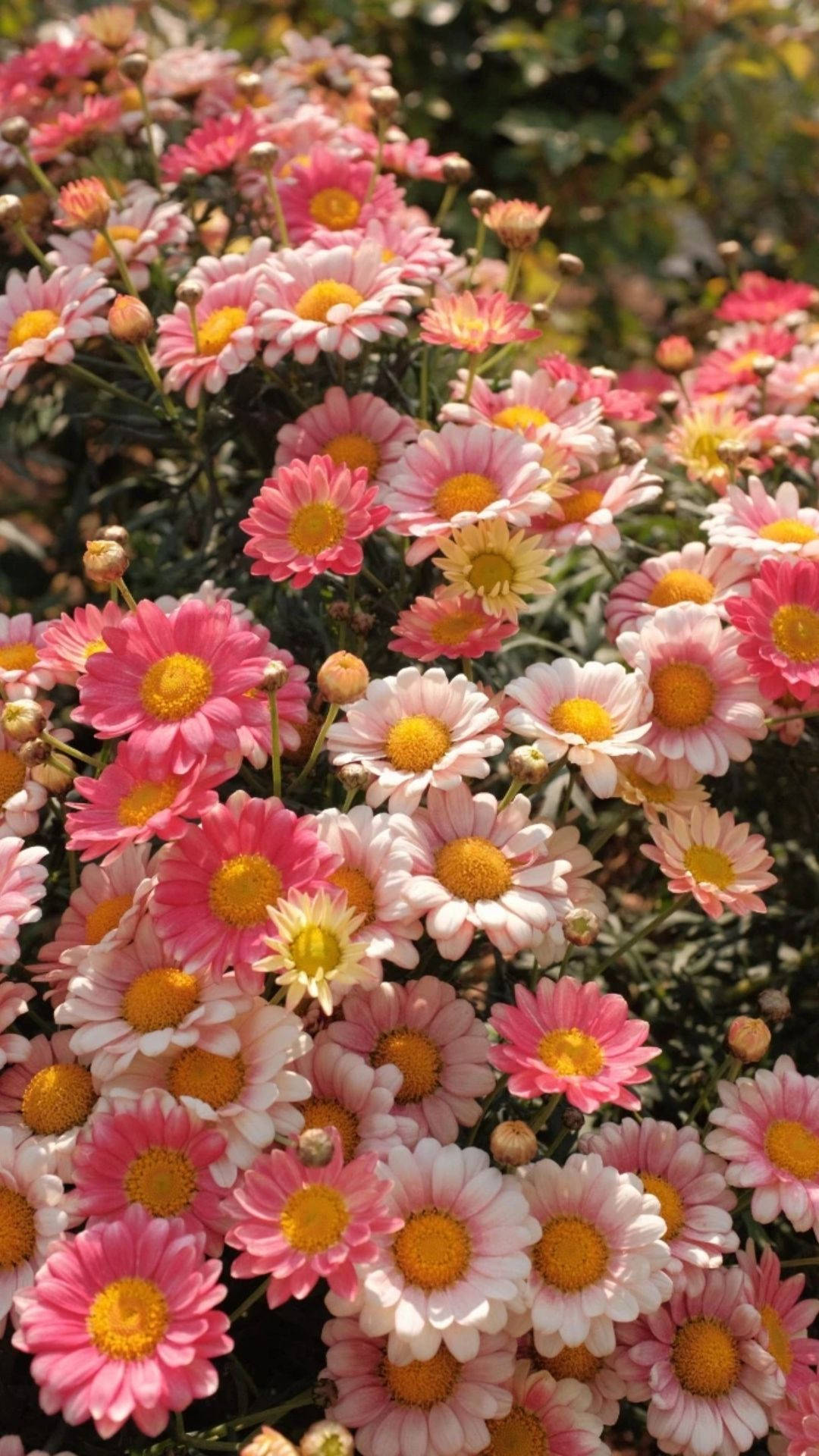 Bunch Of Pink Flowers Aesthetic Wallpaper