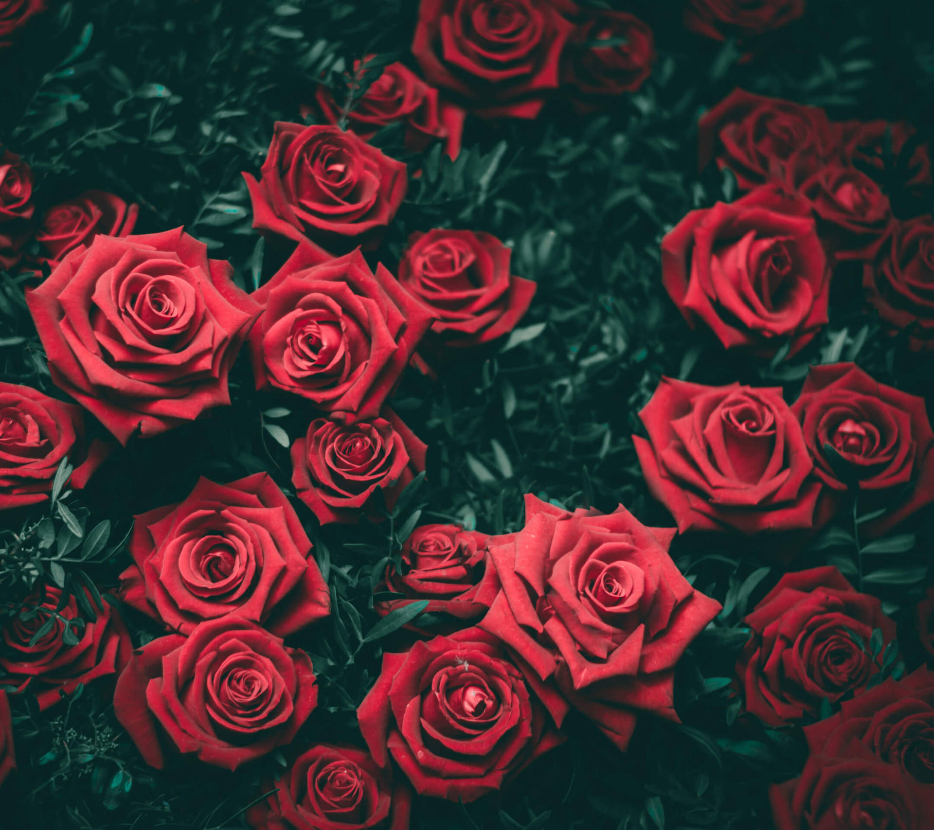 Bunch of Red Roses Image wallpaper.