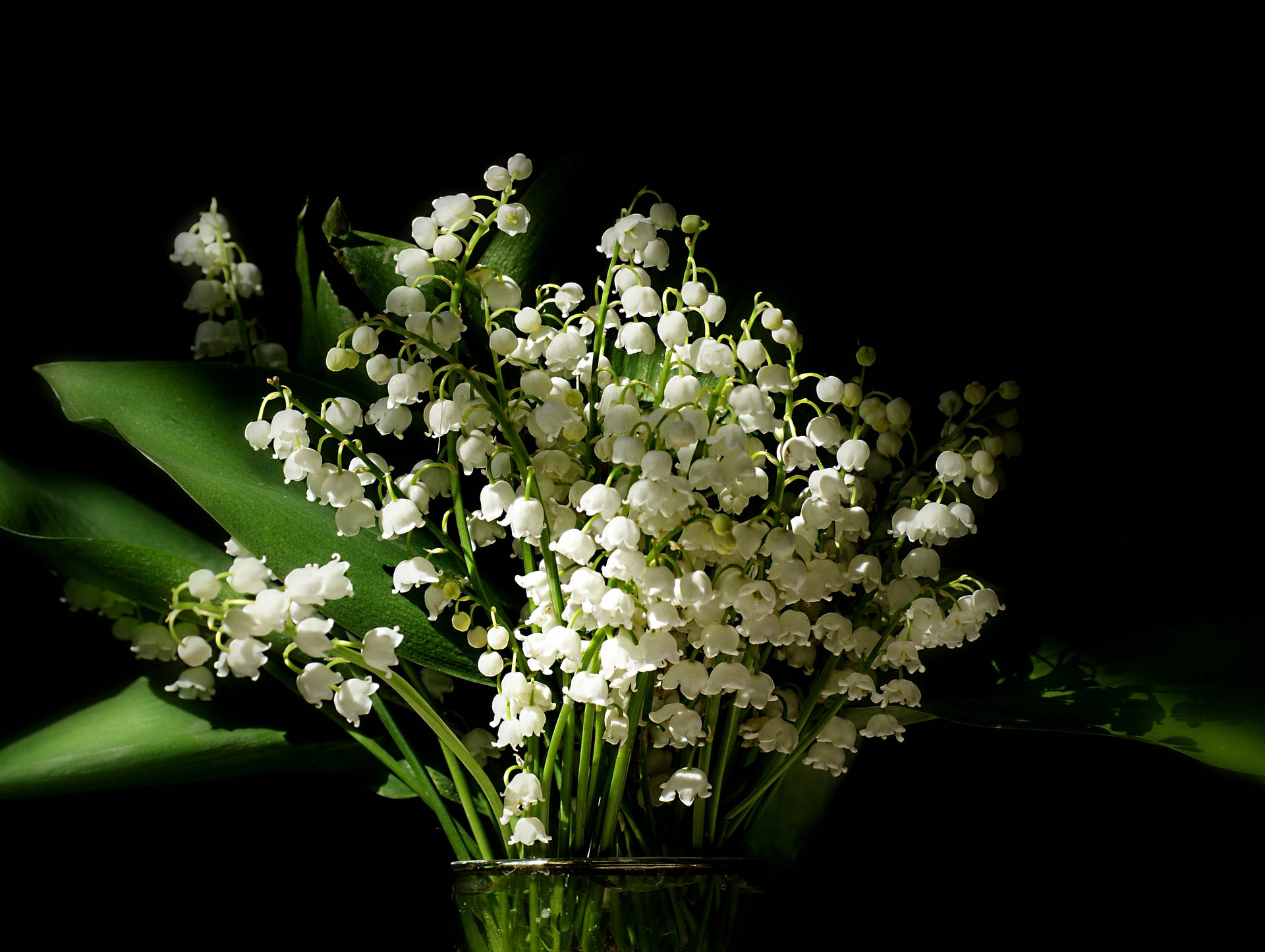 Bunch Of White Beautiful Flower Picture