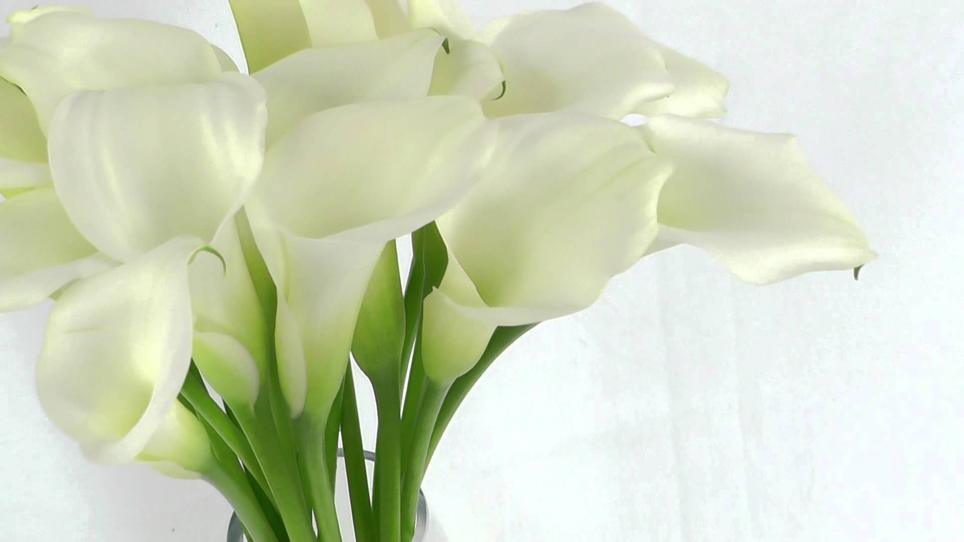 Ramasde Flores De Lirio Blanco Fondo de pantalla
