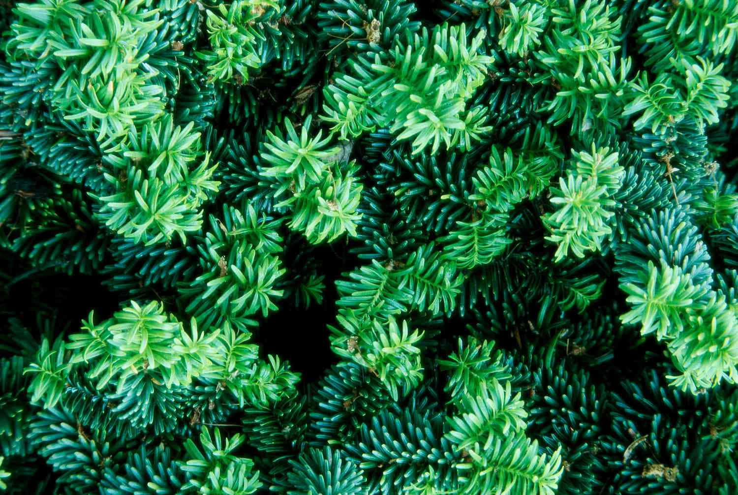Bunched Up Green Yew Shrubs Wallpaper