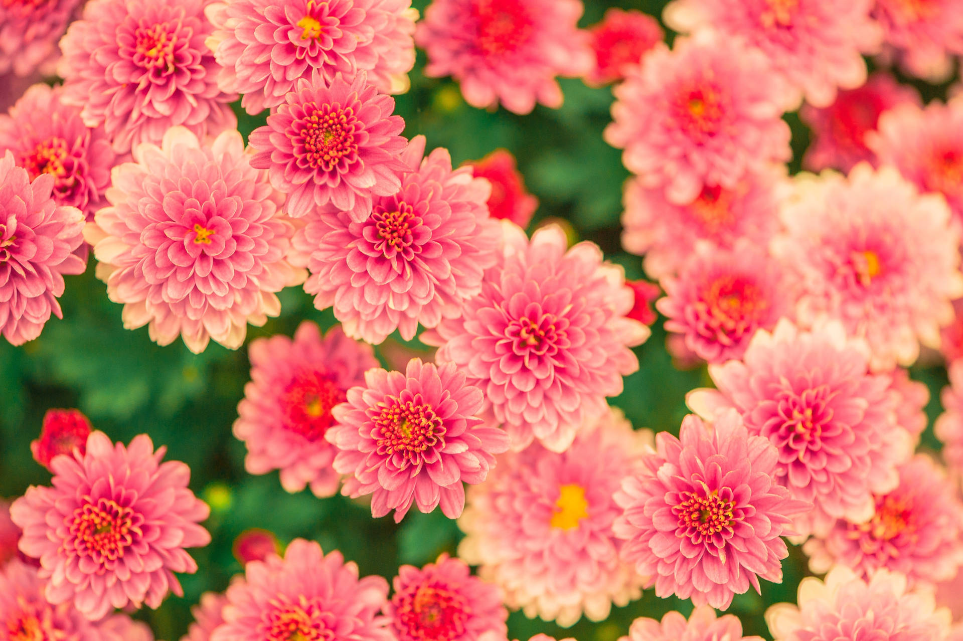 Bunches Of Flowers Background Wallpaper