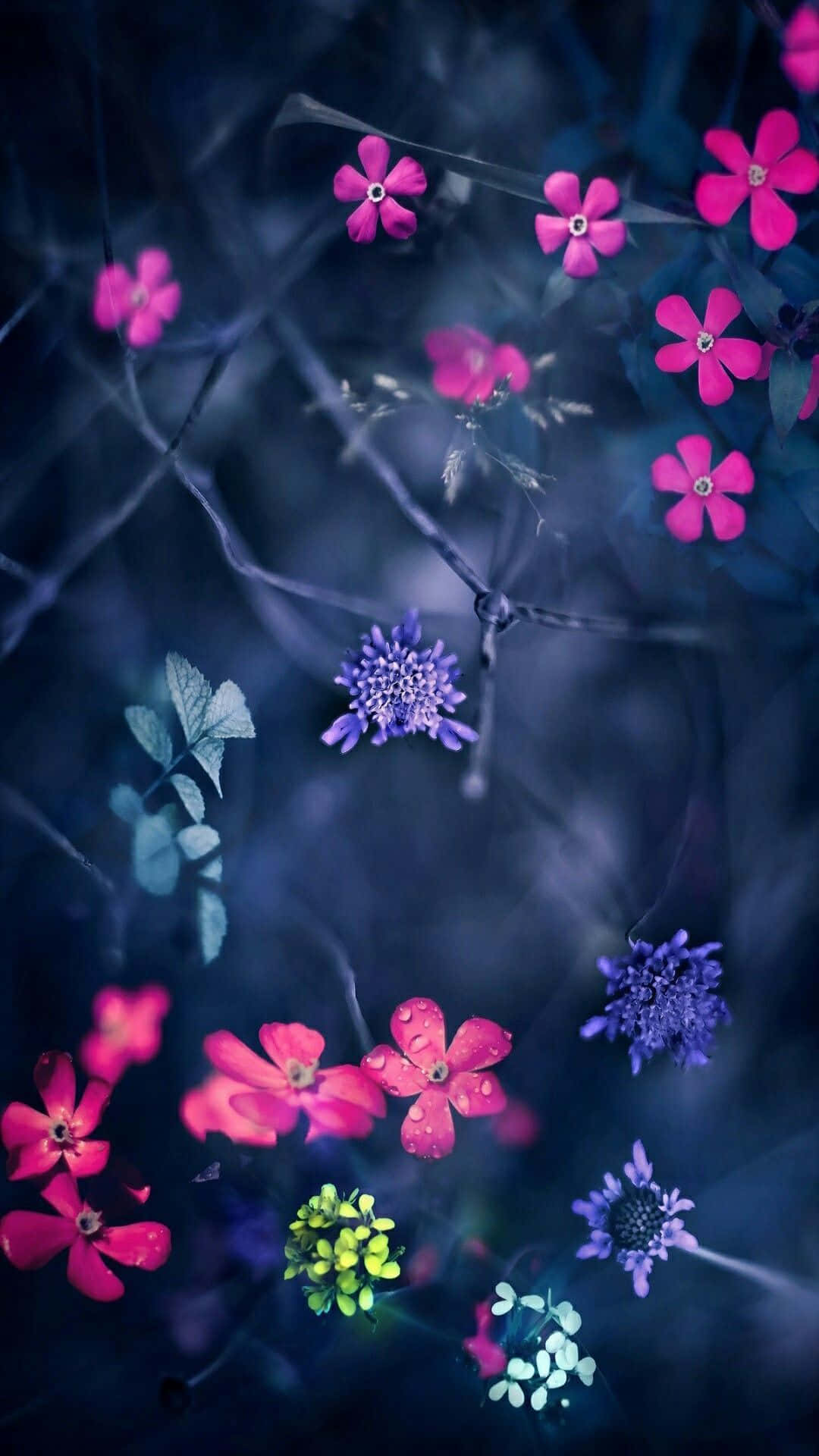 Vibrant Bunga Flowers in Bloom