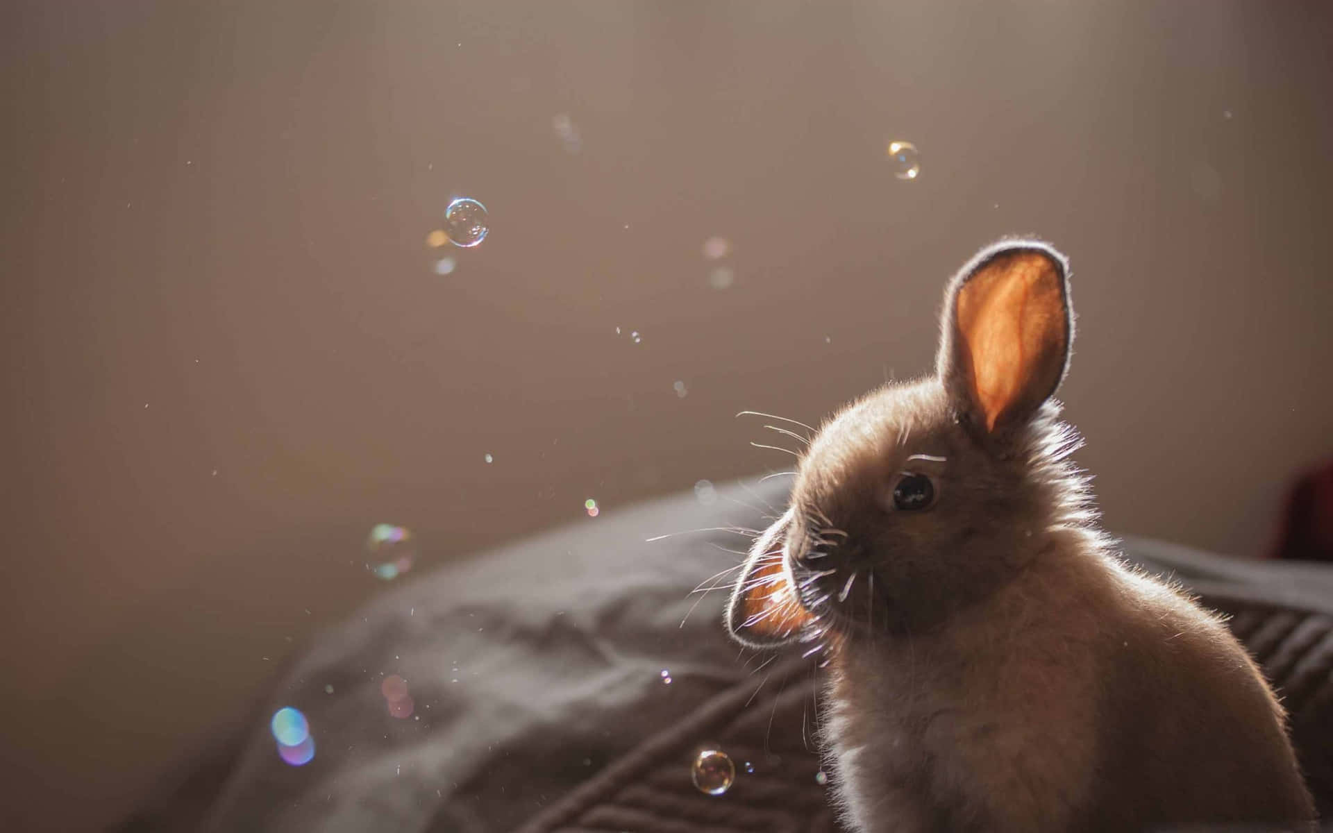 Bunny Among Bubbles Wallpaper