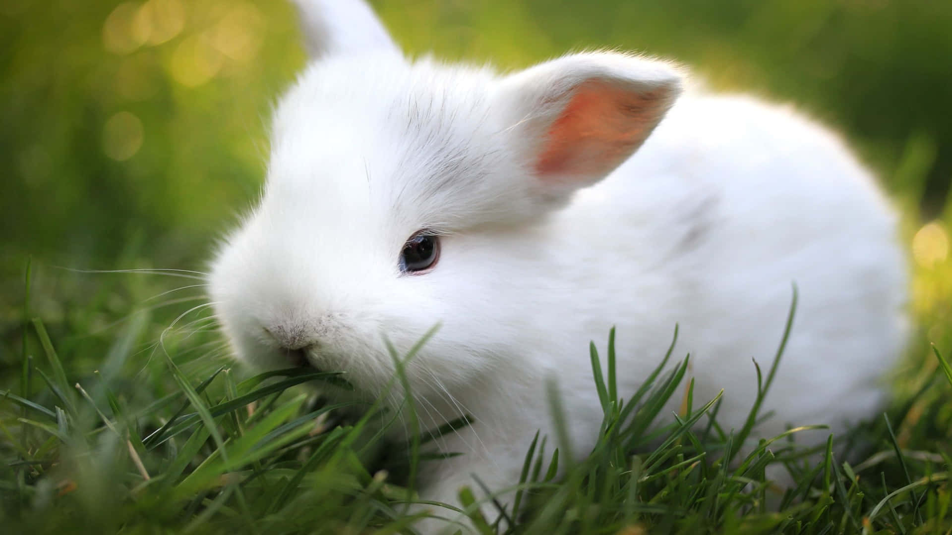 Fluffy Bunny Burning Bright with Its Adorable Eyes
