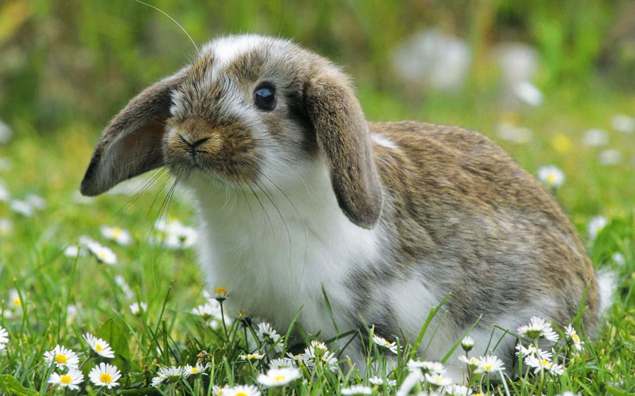 Rabbit Lazing in a Field of Flowers