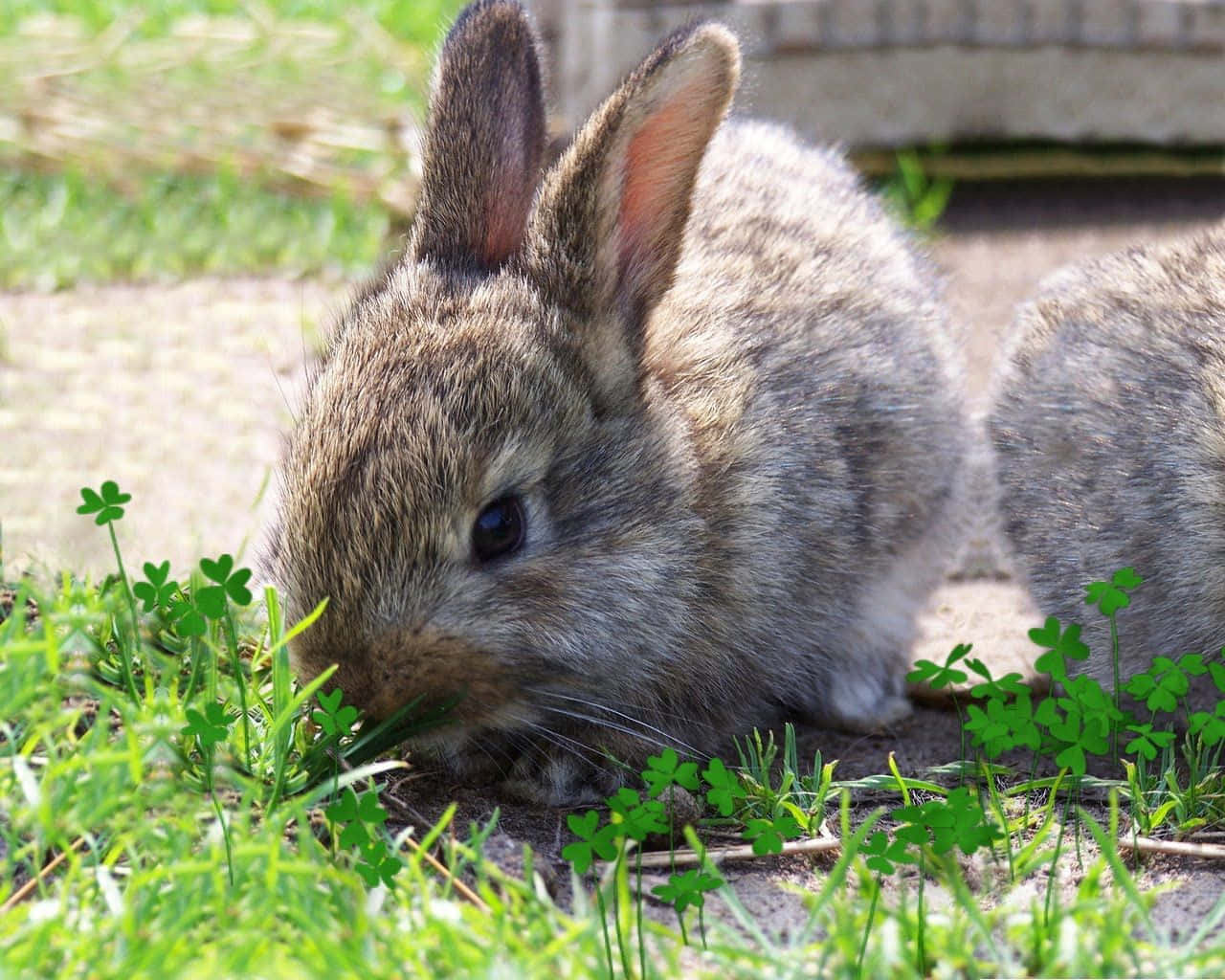 К каким животным относятся кролики. Кролики. Кролик фото. Кролики домашние. Домашние животные кролик.