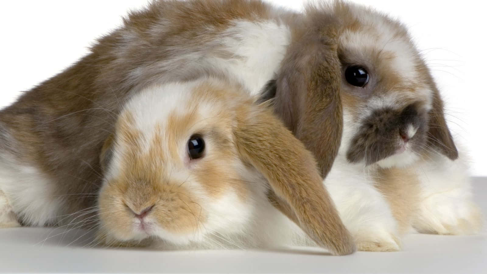 Einweißes Flauschiges Kaninchen Stupsen Auf Einer Weichen Decke