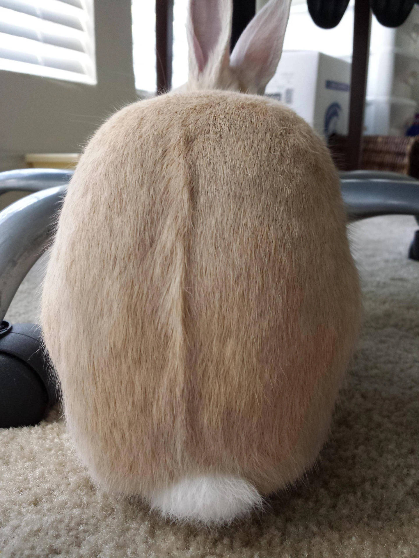 Bunny Butts Wallpaper