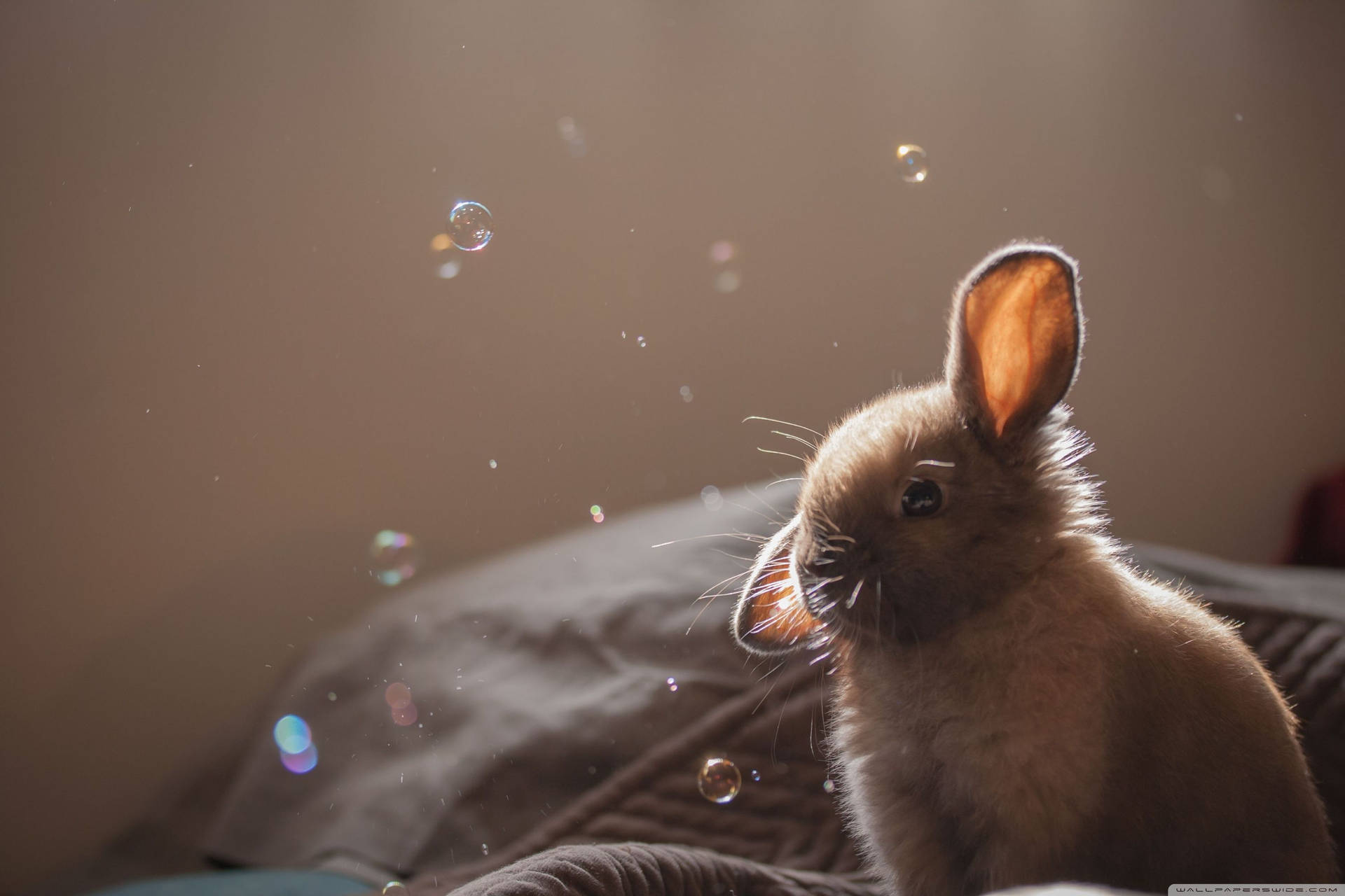 Bunny Enjoying a Sunny Day with Bubbles Wallpaper