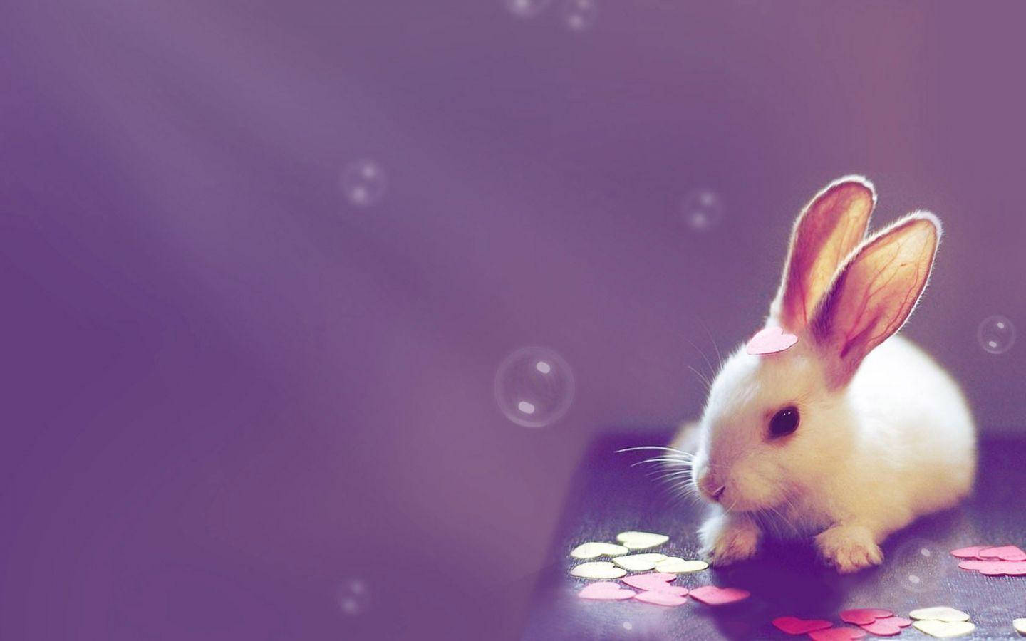 Bunny Hearts Cute Desktop Wallpaper
