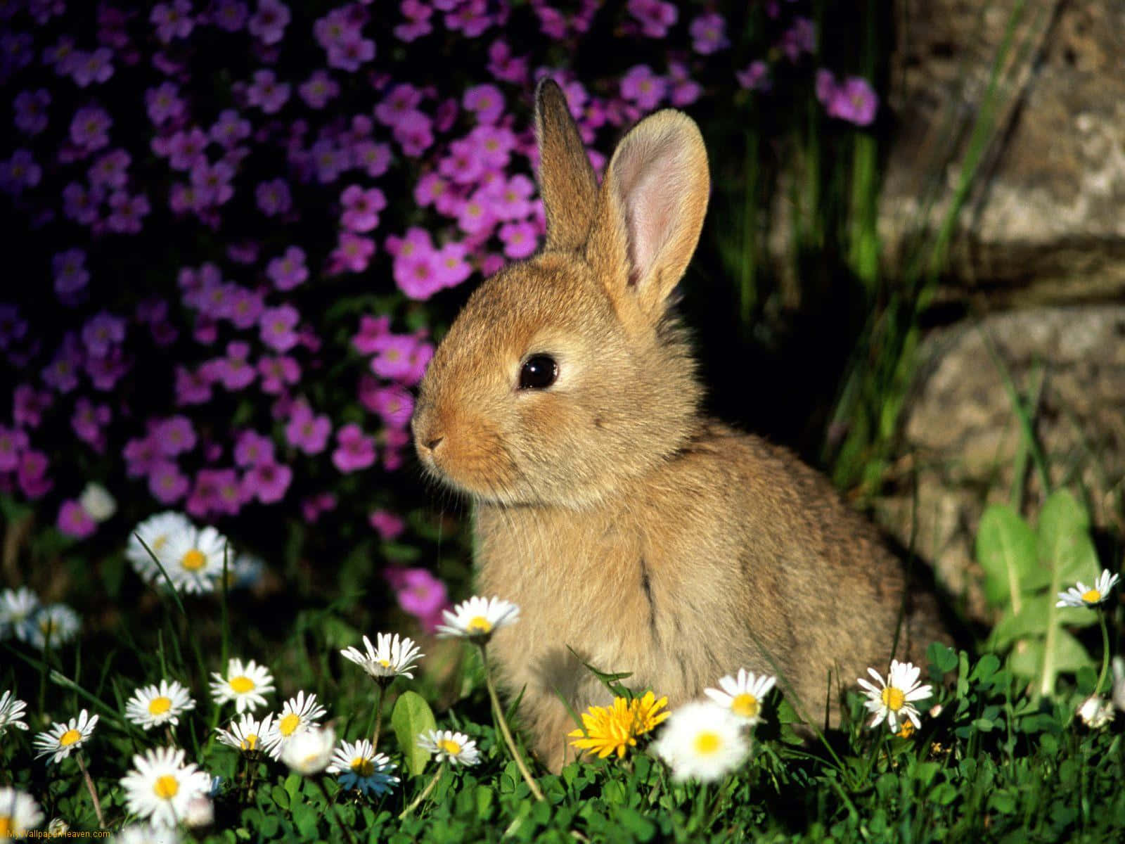 Explore the joy of nature with this playful Bunny